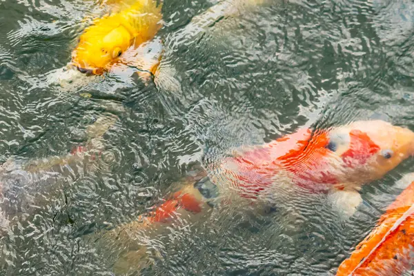 Bu suda yüzen koi balıklarının renklerini çok seviyorum. Bu süs sazanları suyun dalgalanmalarının altında izlemek için oldukça güzeller. Bu fotoğraf Japonya 'da çekildi..