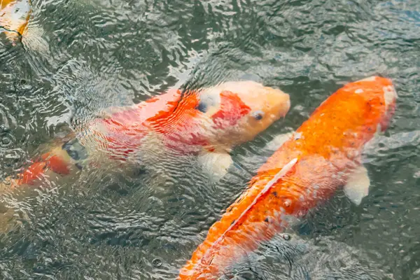 Bu suda yüzen koi balıklarının renklerini çok seviyorum. Bu süs sazanları suyun dalgalanmalarının altında izlemek için oldukça güzeller. Bu fotoğraf Japonya 'da çekildi..