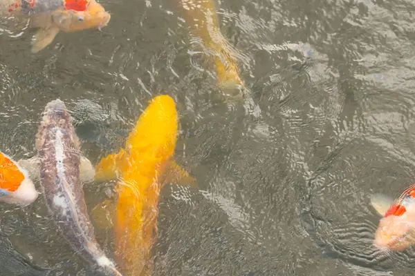 Bu suda yüzen koi balıklarının renklerini çok seviyorum. Bu süs sazanları suyun dalgalanmalarının altında izlemek için oldukça güzeller. Bu fotoğraf Japonya 'da çekildi..