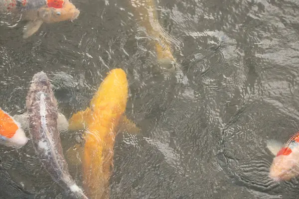 Bu suda yüzen koi balıklarının renklerini çok seviyorum. Bu süs sazanları suyun dalgalanmalarının altında izlemek için oldukça güzeller. Bu fotoğraf Japonya 'da çekildi..
