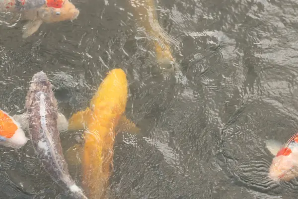 Bu suda yüzen koi balıklarının renklerini çok seviyorum. Bu süs sazanları suyun dalgalanmalarının altında izlemek için oldukça güzeller. Bu fotoğraf Japonya 'da çekildi..