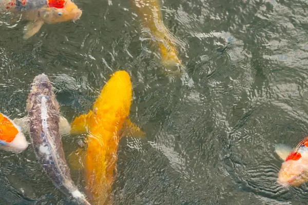 Bu suda yüzen koi balıklarının renklerini çok seviyorum. Bu süs sazanları suyun dalgalanmalarının altında izlemek için oldukça güzeller. Bu fotoğraf Japonya 'da çekildi..