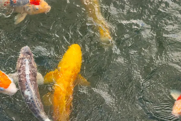 Bu suda yüzen koi balıklarının renklerini çok seviyorum. Bu süs sazanları suyun dalgalanmalarının altında izlemek için oldukça güzeller. Bu fotoğraf Japonya 'da çekildi..