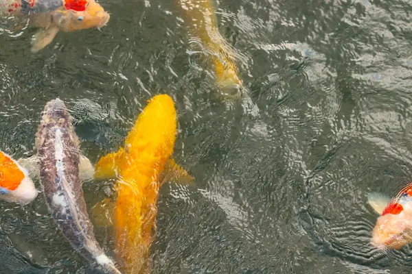 Bu suda yüzen koi balıklarının renklerini çok seviyorum. Bu süs sazanları suyun dalgalanmalarının altında izlemek için oldukça güzeller. Bu fotoğraf Japonya 'da çekildi..