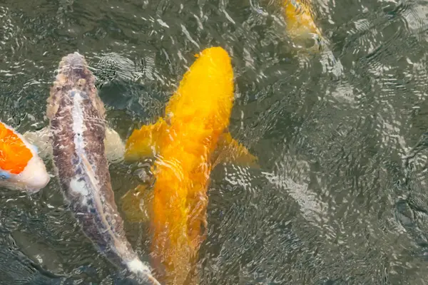 Bu suda yüzen koi balıklarının renklerini çok seviyorum. Bu süs sazanları suyun dalgalanmalarının altında izlemek için oldukça güzeller. Bu fotoğraf Japonya 'da çekildi..