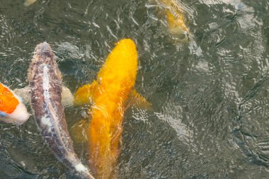 Bu suda yüzen koi balıklarının renklerini çok seviyorum. Bu süs sazanları suyun dalgalanmalarının altında izlemek için oldukça güzeller. Bu fotoğraf Japonya 'da çekildi..