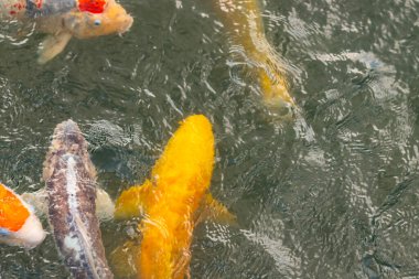 Bu suda yüzen koi balıklarının renklerini çok seviyorum. Bu süs sazanları suyun dalgalanmalarının altında izlemek için oldukça güzeller. Bu fotoğraf Japonya 'da çekildi..