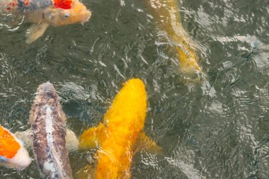 Bu suda yüzen koi balıklarının renklerini çok seviyorum. Bu süs sazanları suyun dalgalanmalarının altında izlemek için oldukça güzeller. Bu fotoğraf Japonya 'da çekildi..