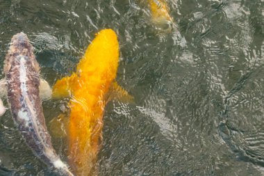 Bu suda yüzen koi balıklarının renklerini çok seviyorum. Bu süs sazanları suyun dalgalanmalarının altında izlemek için oldukça güzeller. Bu fotoğraf Japonya 'da çekildi..