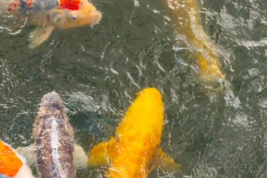 Bu suda yüzen koi balıklarının renklerini çok seviyorum. Bu süs sazanları suyun dalgalanmalarının altında izlemek için oldukça güzeller. Bu fotoğraf Japonya 'da çekildi..