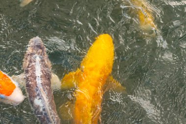 Bu suda yüzen koi balıklarının renklerini çok seviyorum. Bu süs sazanları suyun dalgalanmalarının altında izlemek için oldukça güzeller. Bu fotoğraf Japonya 'da çekildi..