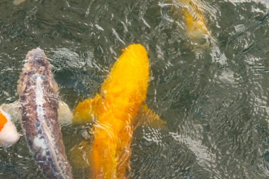 Bu suda yüzen koi balıklarının renklerini çok seviyorum. Bu süs sazanları suyun dalgalanmalarının altında izlemek için oldukça güzeller. Bu fotoğraf Japonya 'da çekildi..
