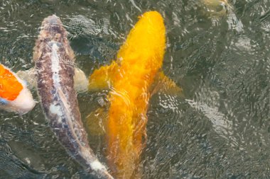 Bu suda yüzen koi balıklarının renklerini çok seviyorum. Bu süs sazanları suyun dalgalanmalarının altında izlemek için oldukça güzeller. Bu fotoğraf Japonya 'da çekildi..