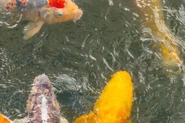 Bu suda yüzen koi balıklarının renklerini çok seviyorum. Bu süs sazanları suyun dalgalanmalarının altında izlemek için oldukça güzeller. Bu fotoğraf Japonya 'da çekildi..