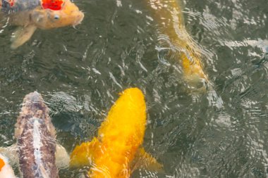 Bu suda yüzen koi balıklarının renklerini çok seviyorum. Bu süs sazanları suyun dalgalanmalarının altında izlemek için oldukça güzeller. Bu fotoğraf Japonya 'da çekildi..