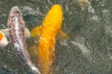 Bu suda yüzen koi balıklarının renklerini çok seviyorum. Bu süs sazanları suyun dalgalanmalarının altında izlemek için oldukça güzeller. Bu fotoğraf Japonya 'da çekildi..