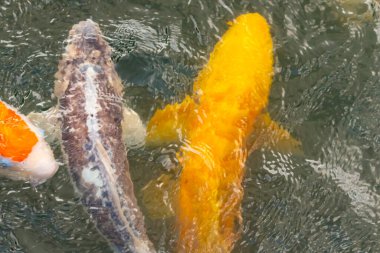 Bu suda yüzen koi balıklarının renklerini çok seviyorum. Bu süs sazanları suyun dalgalanmalarının altında izlemek için oldukça güzeller. Bu fotoğraf Japonya 'da çekildi..
