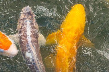Bu suda yüzen koi balıklarının renklerini çok seviyorum. Bu süs sazanları suyun dalgalanmalarının altında izlemek için oldukça güzeller. Bu fotoğraf Japonya 'da çekildi..