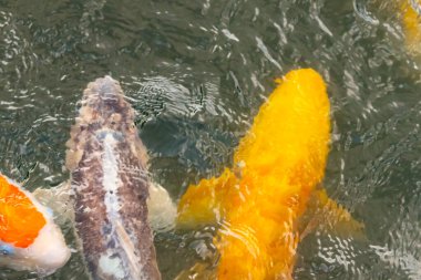 Bu suda yüzen koi balıklarının renklerini çok seviyorum. Bu süs sazanları suyun dalgalanmalarının altında izlemek için oldukça güzeller. Bu fotoğraf Japonya 'da çekildi..