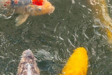 Bu suda yüzen koi balıklarının renklerini çok seviyorum. Bu süs sazanları suyun dalgalanmalarının altında izlemek için oldukça güzeller. Bu fotoğraf Japonya 'da çekildi..
