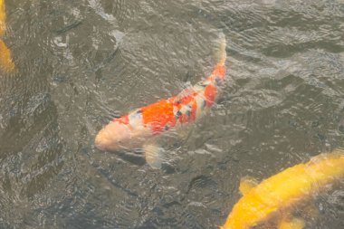 Bu güzel koi balığı suda yüzerken görüldü. Balıkların turuncu ve siyah pulları berrak sularda göze çarpar. Bu sazan bıyıkları ağzıyla dışarı sarkan yiyecekler.