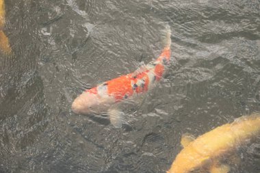 Bu güzel koi balığı suda yüzerken görüldü. Balıkların turuncu ve siyah pulları berrak sularda göze çarpar. Bu sazan bıyıkları ağzıyla dışarı sarkan yiyecekler.