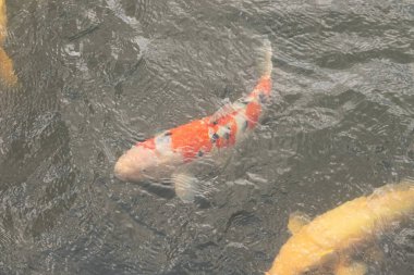 Bu güzel koi balığı suda yüzerken görüldü. Balıkların turuncu ve siyah pulları berrak sularda göze çarpar. Bu sazan bıyıkları ağzıyla dışarı sarkan yiyecekler.