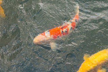 Bu suda yüzen koi balıklarının renklerini çok seviyorum. Bu süs sazanları suyun dalgalanmalarının altında izlemek için oldukça güzeller. Bu fotoğraf Japonya 'da çekildi..