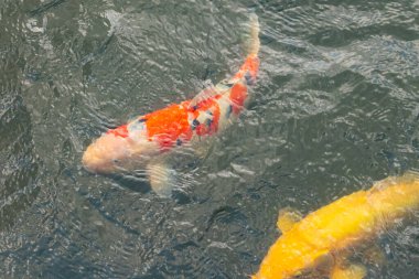 Bu suda yüzen koi balıklarının renklerini çok seviyorum. Bu süs sazanları suyun dalgalanmalarının altında izlemek için oldukça güzeller. Bu fotoğraf Japonya 'da çekildi..