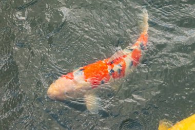 Bu güzel koi balığı suda yüzerken görüldü. Balıkların turuncu ve siyah pulları berrak sularda göze çarpar. Bu sazan bıyıkları ağzıyla dışarı sarkan yiyecekler.