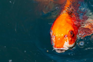 Bu güzel koi balığı suda yüzerken görüldü. Balıkların turuncu ve siyah pulları berrak sularda göze çarpar. Bu sazan bıyıkları ağzıyla dışarı sarkan yiyecekler.