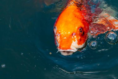Bu güzel koi balığı suda yüzerken görüldü. Balıkların turuncu ve siyah pulları berrak sularda göze çarpar. Bu sazan bıyıkları ağzıyla dışarı sarkan yiyecekler.