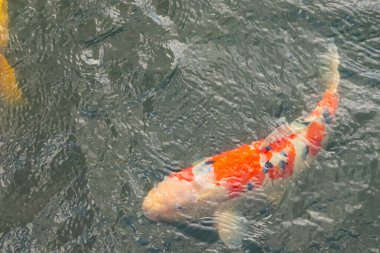 Bu güzel koi balığı suda yüzerken görüldü. Balıkların turuncu ve siyah pulları berrak sularda göze çarpar. Bu sazan bıyıkları ağzıyla dışarı sarkan yiyecekler.