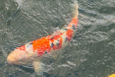 Bu güzel koi balığı suda yüzerken görüldü. Balıkların turuncu ve siyah pulları berrak sularda göze çarpar. Bu sazan bıyıkları ağzıyla dışarı sarkan yiyecekler.