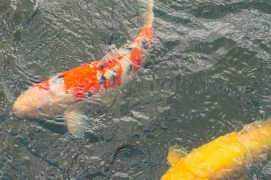 Bu güzel koi balığı suda yüzerken görüldü. Balıkların turuncu ve siyah pulları berrak sularda göze çarpar. Bu sazan bıyıkları ağzıyla dışarı sarkan yiyecekler.