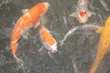 Bu suda yüzen koi balıklarının renklerini çok seviyorum. Bu süs sazanları suyun dalgalanmalarının altında izlemek için oldukça güzeller. Bu fotoğraf Japonya 'da çekildi..