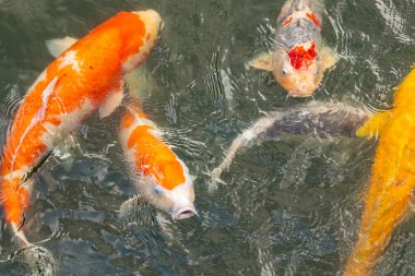 Bu suda yüzen koi balıklarının renklerini çok seviyorum. Bu süs sazanları suyun dalgalanmalarının altında izlemek için oldukça güzeller. Bu fotoğraf Japonya 'da çekildi..