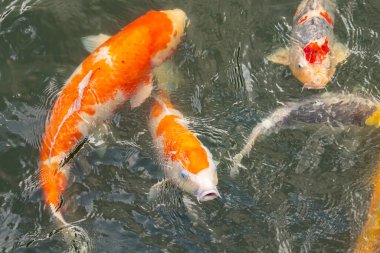 Bu suda yüzen koi balıklarının renklerini çok seviyorum. Bu süs sazanları suyun dalgalanmalarının altında izlemek için oldukça güzeller. Bu fotoğraf Japonya 'da çekildi..