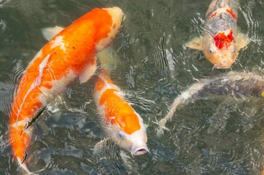 Bu suda yüzen koi balıklarının renklerini çok seviyorum. Bu süs sazanları suyun dalgalanmalarının altında izlemek için oldukça güzeller. Bu fotoğraf Japonya 'da çekildi..