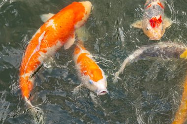 Bu suda yüzen koi balıklarının renklerini çok seviyorum. Bu süs sazanları suyun dalgalanmalarının altında izlemek için oldukça güzeller. Bu fotoğraf Japonya 'da çekildi..