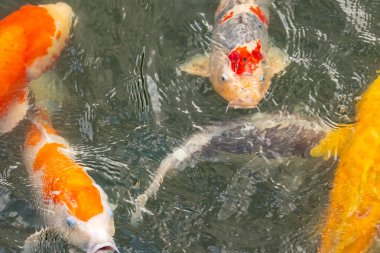 Bu suda yüzen koi balıklarının renklerini çok seviyorum. Bu süs sazanları suyun dalgalanmalarının altında izlemek için oldukça güzeller. Bu fotoğraf Japonya 'da çekildi..