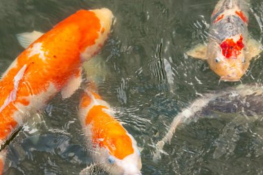 Bu suda yüzen koi balıklarının renklerini çok seviyorum. Bu süs sazanları suyun dalgalanmalarının altında izlemek için oldukça güzeller. Bu fotoğraf Japonya 'da çekildi..