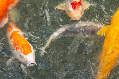 Bu suda yüzen koi balıklarının renklerini çok seviyorum. Bu süs sazanları suyun dalgalanmalarının altında izlemek için oldukça güzeller. Bu fotoğraf Japonya 'da çekildi..