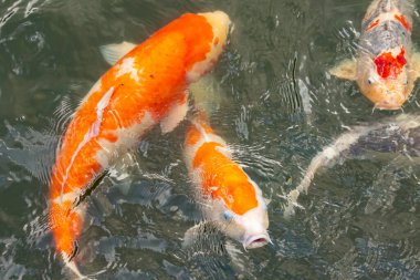 Bu suda yüzen koi balıklarının renklerini çok seviyorum. Bu süs sazanları suyun dalgalanmalarının altında izlemek için oldukça güzeller. Bu fotoğraf Japonya 'da çekildi..