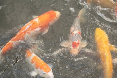Bu suda yüzen koi balıklarının renklerini çok seviyorum. Bu süs sazanları suyun dalgalanmalarının altında izlemek için oldukça güzeller. Bu fotoğraf Japonya 'da çekildi..
