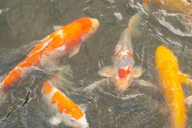 Bu suda yüzen koi balıklarının renklerini çok seviyorum. Bu süs sazanları suyun dalgalanmalarının altında izlemek için oldukça güzeller. Bu fotoğraf Japonya 'da çekildi..