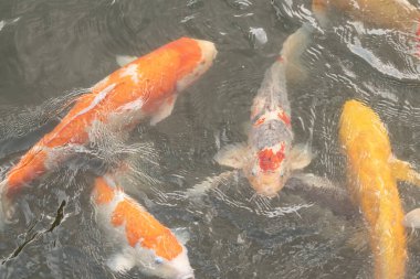 Bu suda yüzen koi balıklarının renklerini çok seviyorum. Bu süs sazanları suyun dalgalanmalarının altında izlemek için oldukça güzeller. Bu fotoğraf Japonya 'da çekildi..