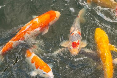 Bu suda yüzen koi balıklarının renklerini çok seviyorum. Bu süs sazanları suyun dalgalanmalarının altında izlemek için oldukça güzeller. Bu fotoğraf Japonya 'da çekildi..
