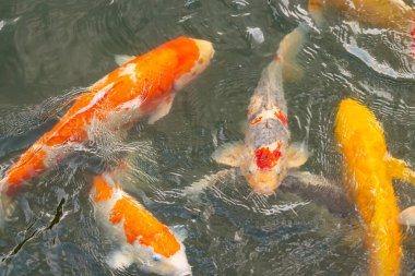 Bu suda yüzen koi balıklarının renklerini çok seviyorum. Bu süs sazanları suyun dalgalanmalarının altında izlemek için oldukça güzeller. Bu fotoğraf Japonya 'da çekildi..