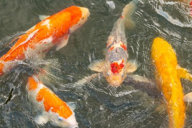 Bu suda yüzen koi balıklarının renklerini çok seviyorum. Bu süs sazanları suyun dalgalanmalarının altında izlemek için oldukça güzeller. Bu fotoğraf Japonya 'da çekildi..
